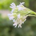 Berteroa incana Flor