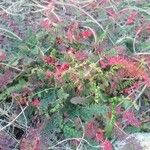 Pedicularis canadensis Leaf