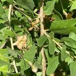 Lycium chinense ഇല