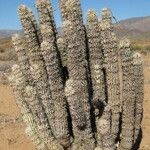 Hoodia gordonii Habit
