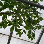 Bursera simaruba ഇല