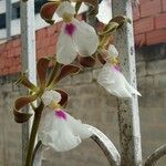 Encyclia randii പുഷ്പം