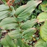 Tricyrtis hirta Leaf