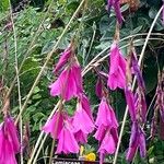 Dierama pulcherrimum Blüte