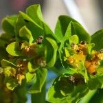 Euphorbia verrucosa Flower