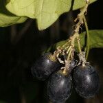 Passiflora megacoriacea Gyümölcs