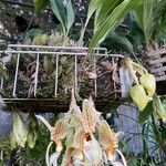 Stanhopea wardiiKwiat