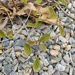 Fothergilla gardenii Folla