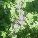 Malva sylvestris Flower