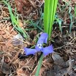 Cipura paludosa Flower