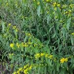 Solidago rugosa Hábito