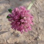 Trifolium pratenseFlower