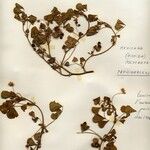 Medicago polymorpha Цветок