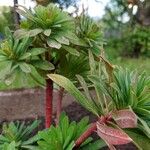 Euphorbia × martini Habitus