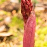 Corallorhiza maculata Fruit