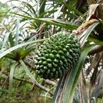 Pandanus montanus ফল