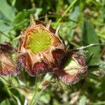 Geum rivale Blomst