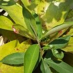 Ardisia elliptica Blatt