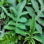 Cirsium oleraceum Leaf