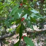 Ilex decidua Плод