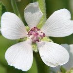 Althaea officinalisফুল