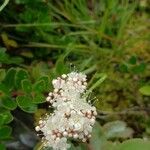 Valeriana sitchensis Kvet