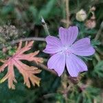 Malva tournefortiana Flower