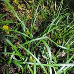Liriope spicata Leaf