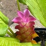 Curcuma longa Kukka