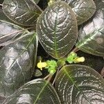 Episcia xantha Flor