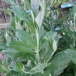 Artemisia suksdorfii Leaf