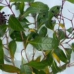 Fuchsia paniculata List