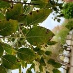Ficus cordata Hoja