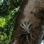 Tillandsia pohliana Ліст