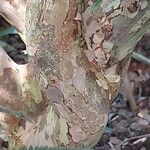 Plinia cauliflora 樹皮