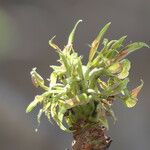 Sclerocarya birrea Leaf