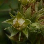 Potentilla valderia Fula