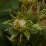 Potentilla valderia Flower