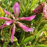 Trifolium alpinum Flower