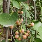 Cordia myxa Fruit