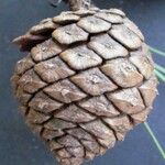 Pinus caribaea Fruto