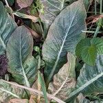 Oenothera glazioviana Leaf