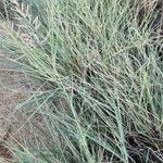 Calamagrostis pseudophragmites Hábito