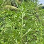 Ambrosia artemisiifolia Blatt