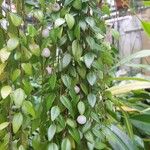 Sphyrospermum buxifolium Yaprak