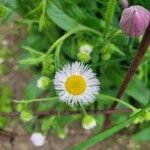 Erigeron philadelphicusFlower