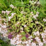 Sedum rubens Corteza