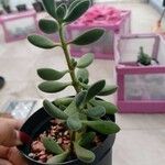 Crassula ovataFoglia