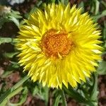 Xerochrysum bracteatumBlodyn