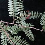 Sorbus himalaica Habitus